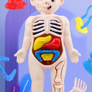 Human Organ Model Assembled Toy